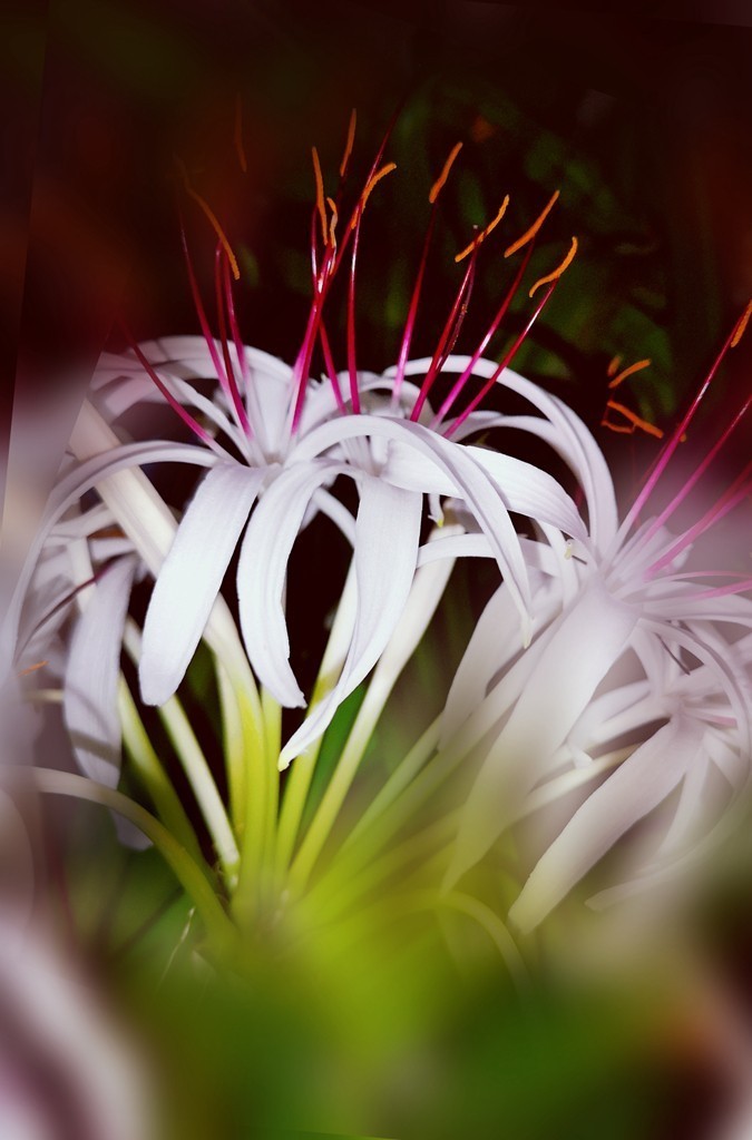 待到山花烂漫时它在丛中笑——文殊兰开花