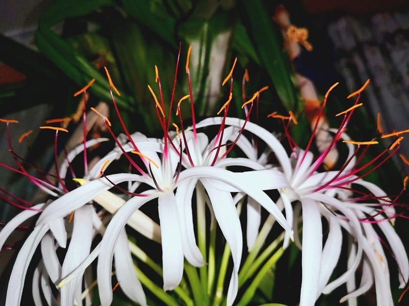 待到山花烂漫时它在丛中笑——文殊兰开花