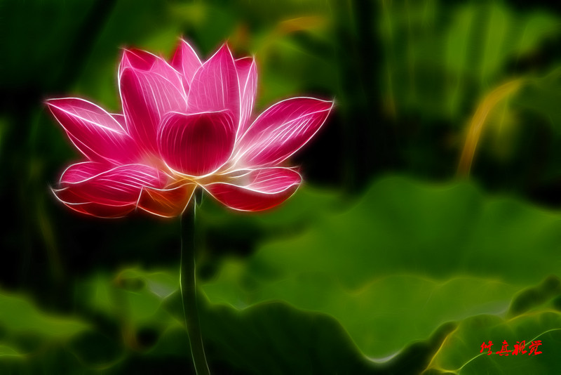 爱莲之流光溢彩！