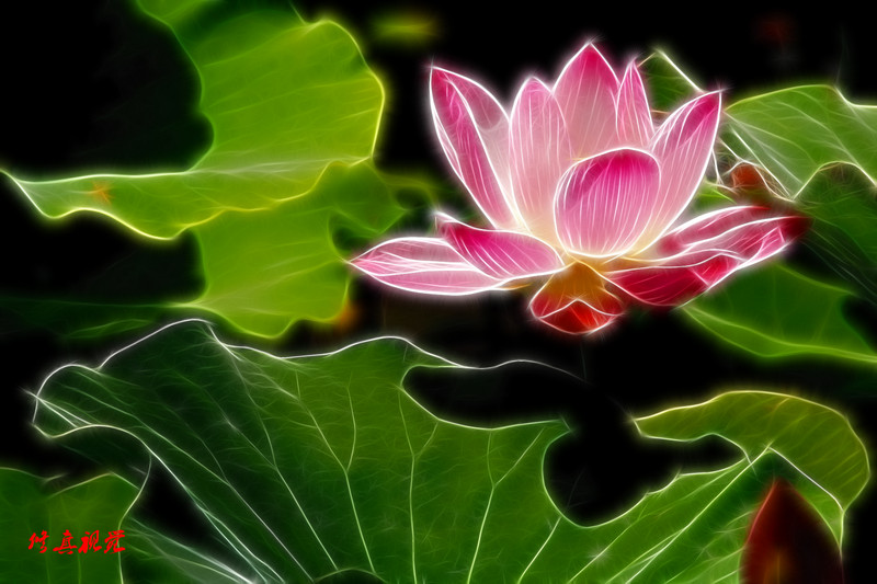 爱莲之流光溢彩！