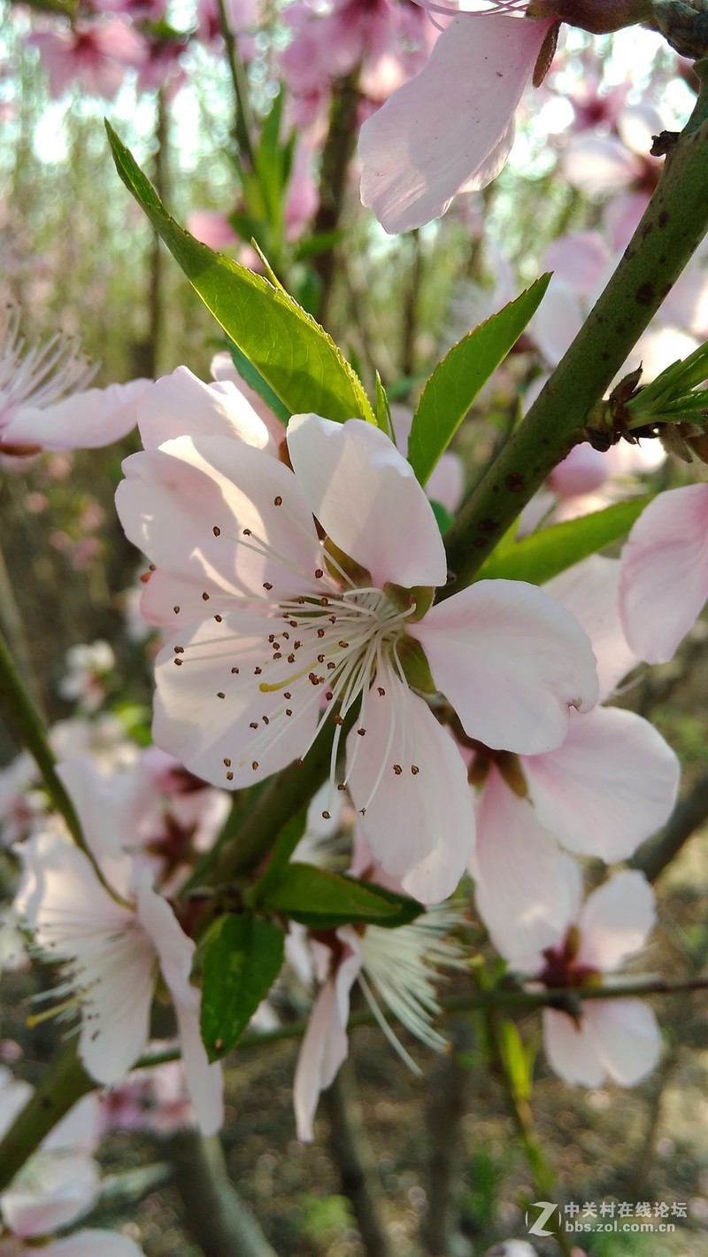 #大神F1极速体验# 大神F1极速版拍照体验1