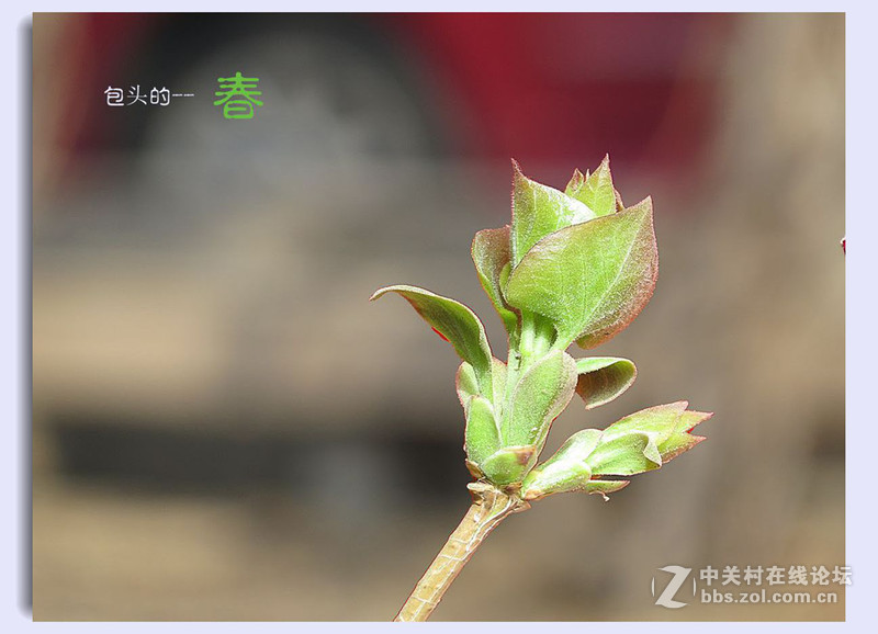 春--（包头）