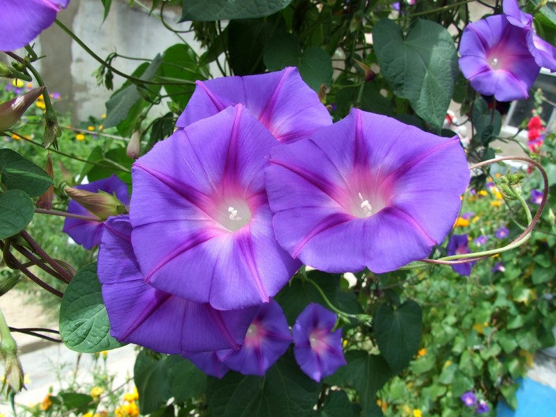 怀念西藏之旅和S6500fd