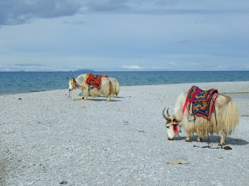 怀念西藏之旅和S6500fd