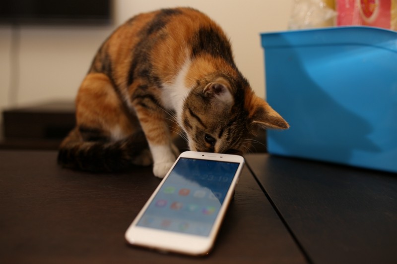 凌乱了！当小3遇见“小3”，我们家小3表示很喜欢新来的“小3”