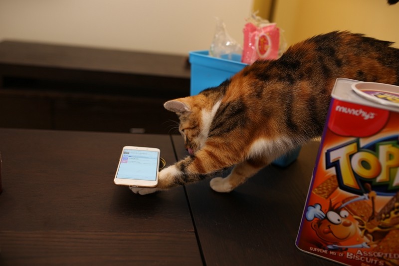 凌乱了！当小3遇见“小3”，我们家小3表示很喜欢新来的“小3”