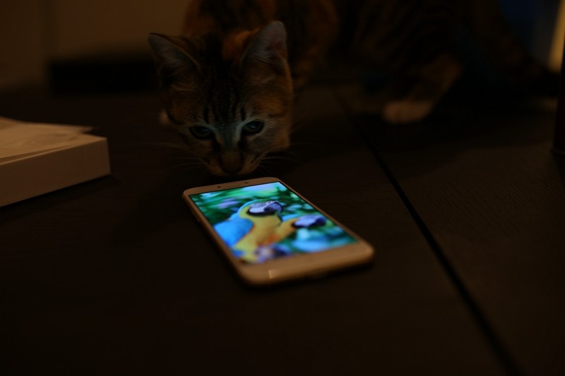 凌乱了！当小3遇见“小3”，我们家小3表示很喜欢新来的“小3”