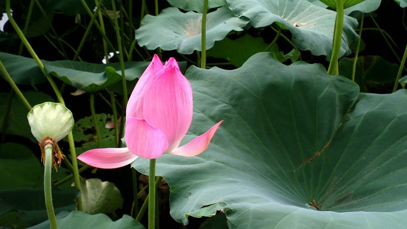 诺基亚808----夏荷---