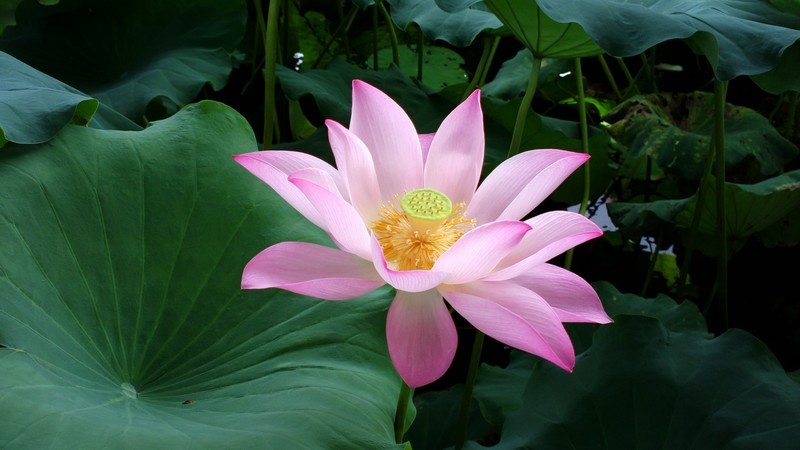 诺基亚808----夏荷---