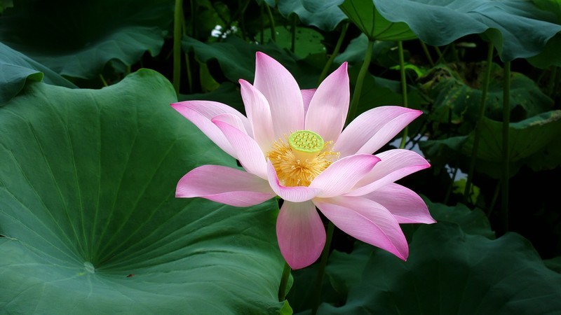 诺基亚808----夏荷---