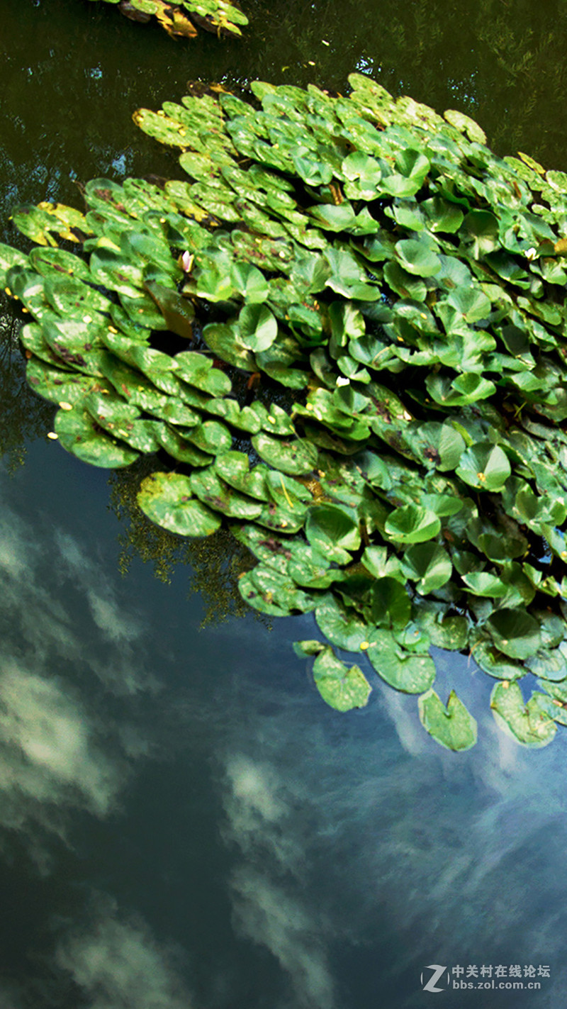 #P8max壁纸征集# 流 动 的 爱 意 随 身 的 关 怀