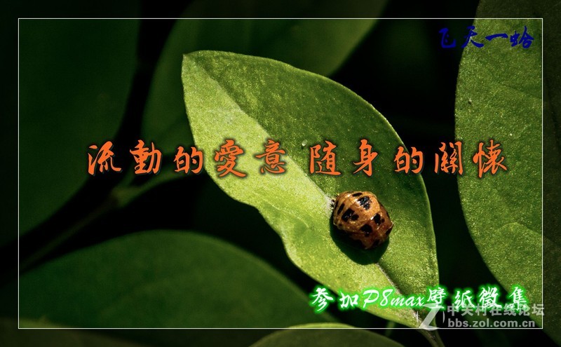 #P8max壁纸征集# 流 动 的 爱 意 随 身 的 关 怀 ( 三 )