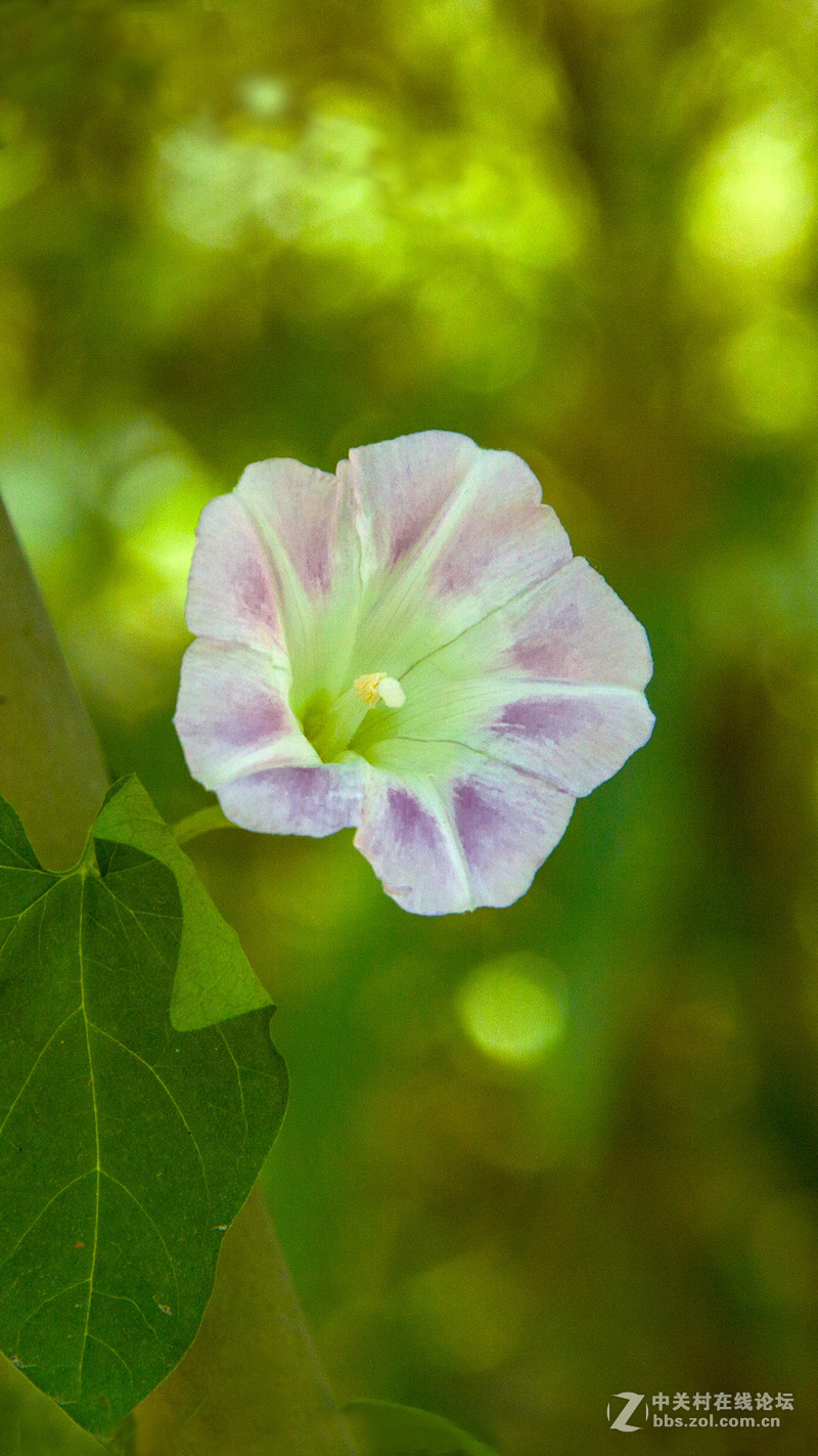 #P8max壁纸征集# 流 动 的 爱 意 随 身 的 关 怀 ( 三 )