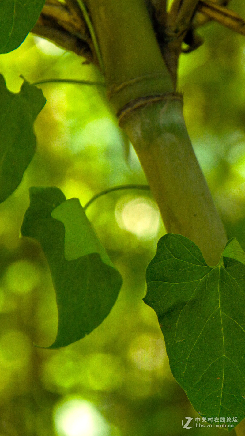 #P8max壁纸征集# 流 动 的 爱 意 随 身 的 关 怀 ( 三 )