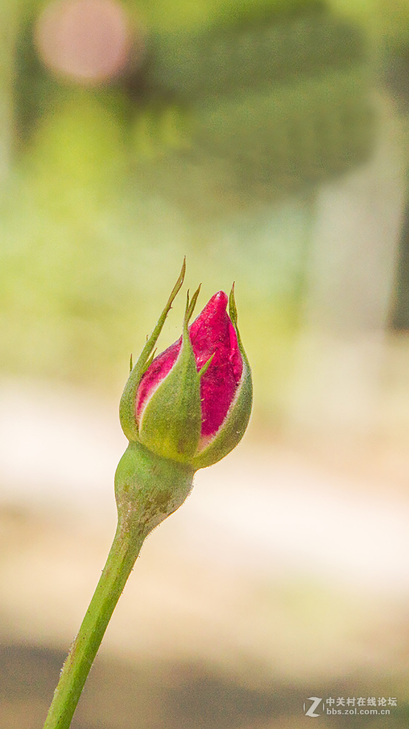 #P8max壁纸征集# 流 动 的 爱 意 随 身 的 关 怀 ( 三 )