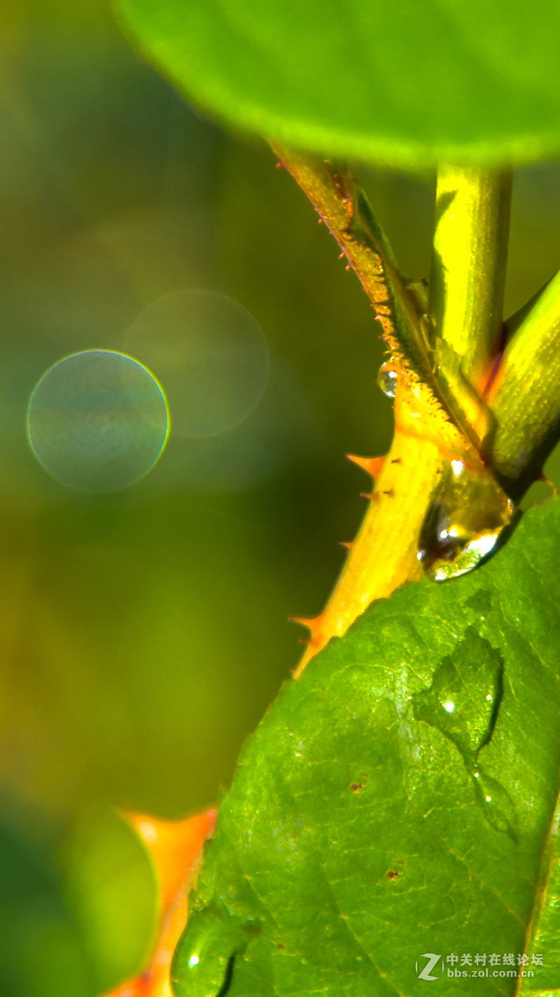 #P8max壁纸征集# 流 动 的 爱 意 随 身 的 关 怀 ( 三 )