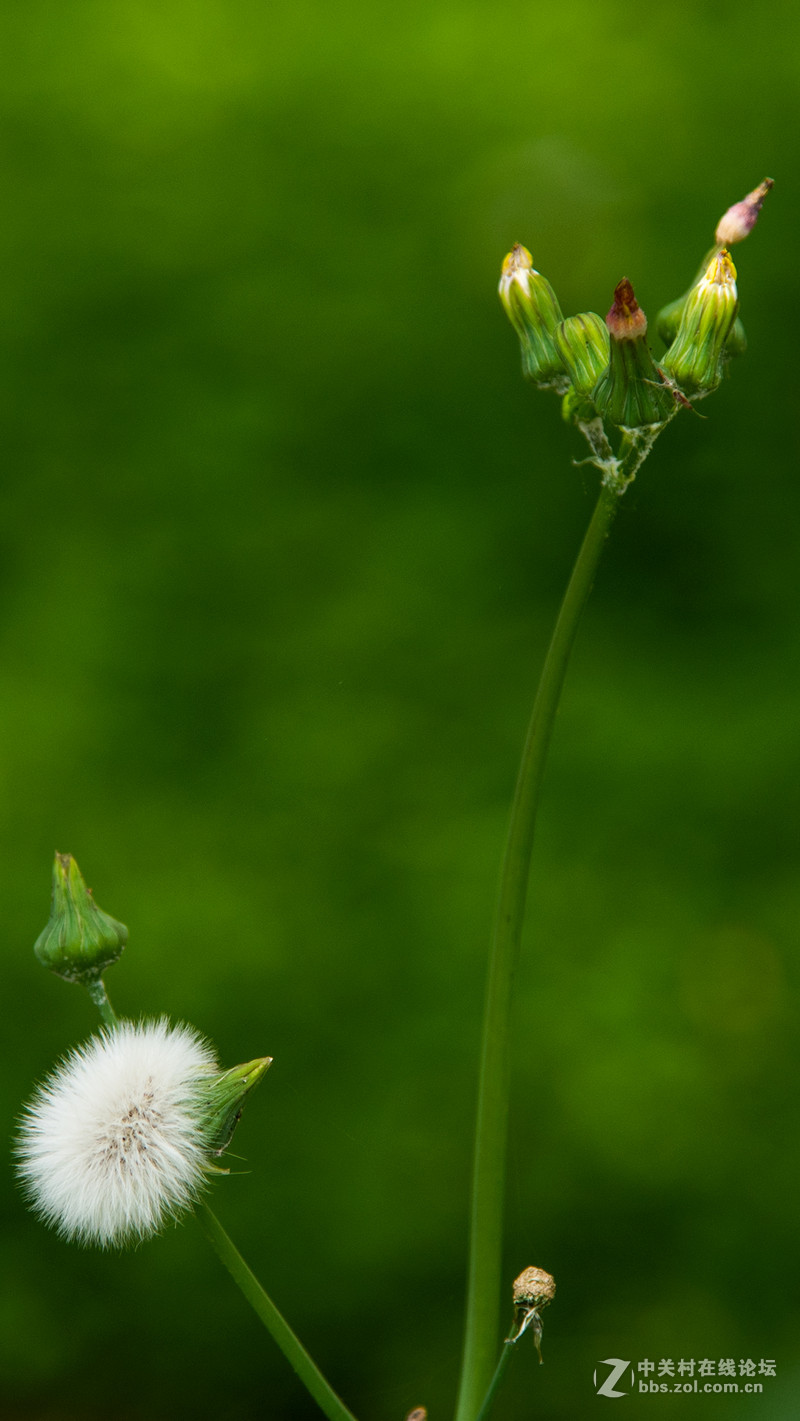 #P8max壁纸征集# 流 动 的 爱 意 随 身 的 关 怀 ( 三 )