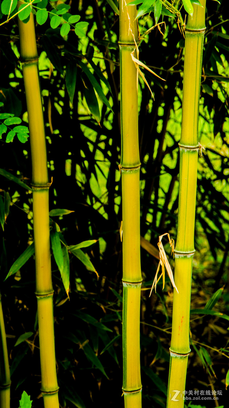 #P8max壁纸征集# 流 动 的 爱 意 随 身 的 关 怀 ( 三 )