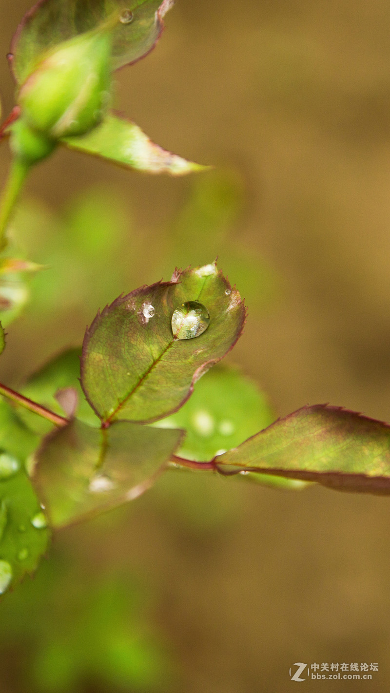 #P8max壁纸征集# 流 动 的 爱 意 随 身 的 关 怀 ( 五 )