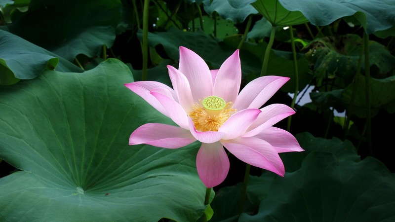 诺基亚808----夏荷---