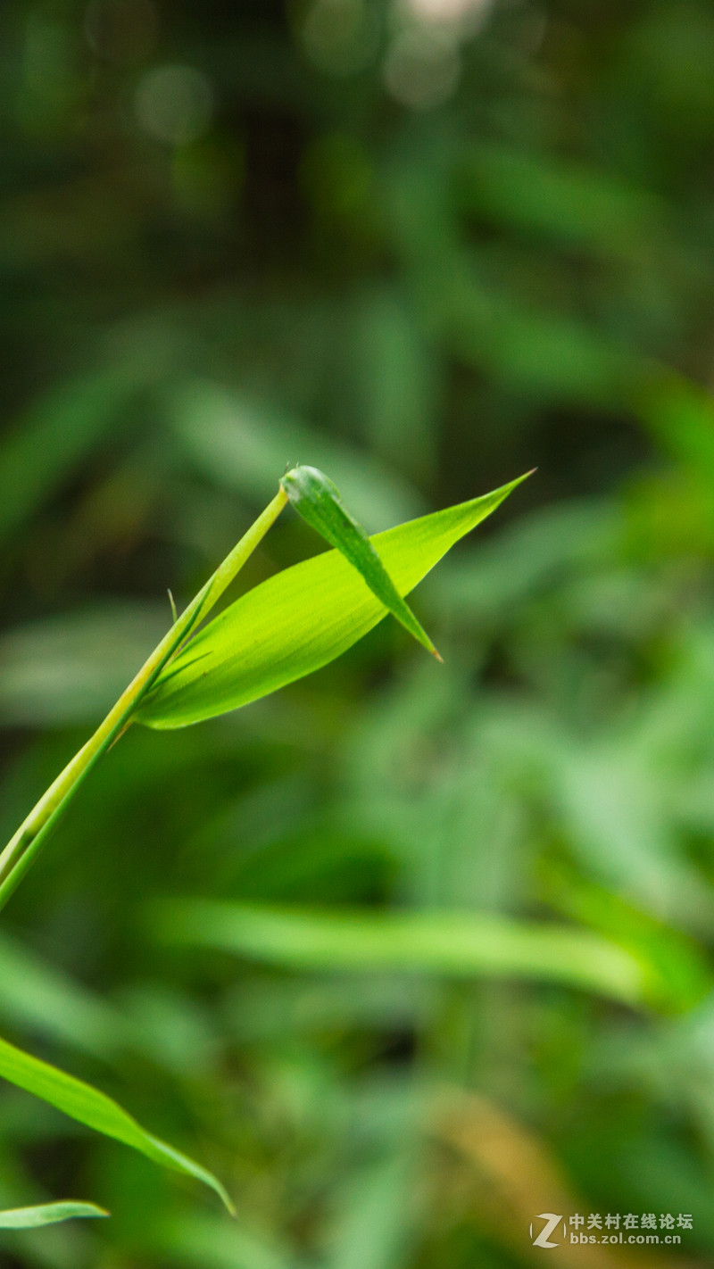 #P8max壁纸征集# 流 动 的 爱 意 随 身 的 关 怀 ( 三 )