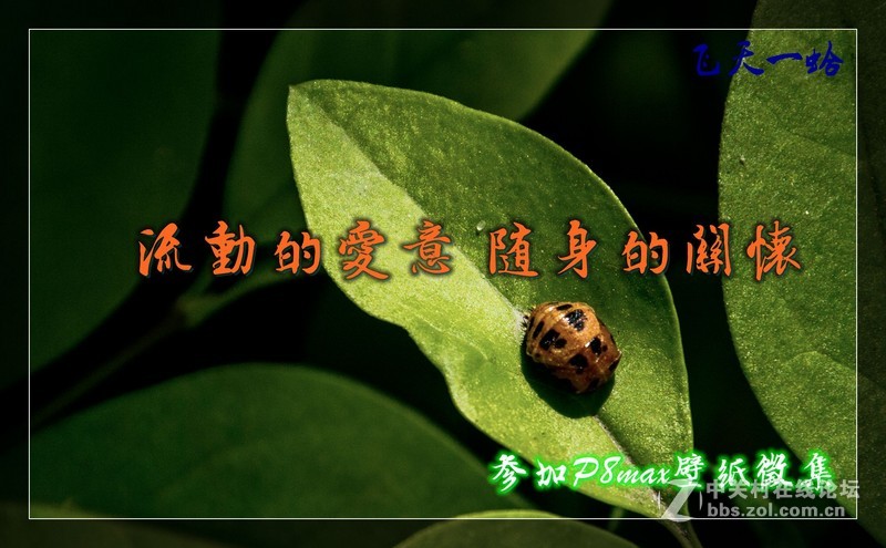 #P8max壁纸征集# 流 动 的 爱 意 随 身 的 关 怀 ( 六 )