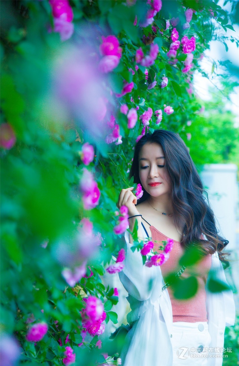 四月的蔷薇花