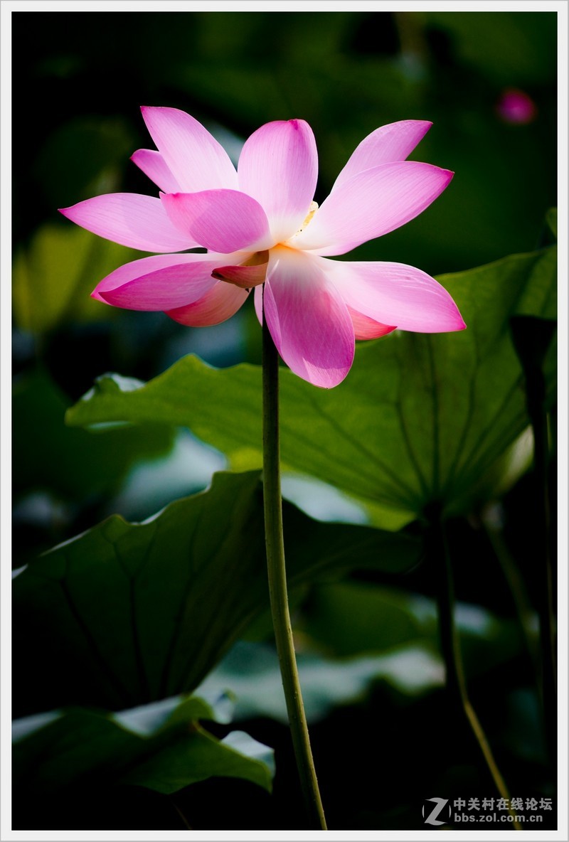 荷花，换个风格