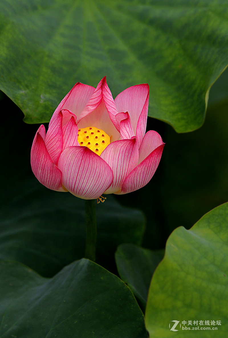 #版主坐堂#2015年6月份6D論壇下半月精華匯集