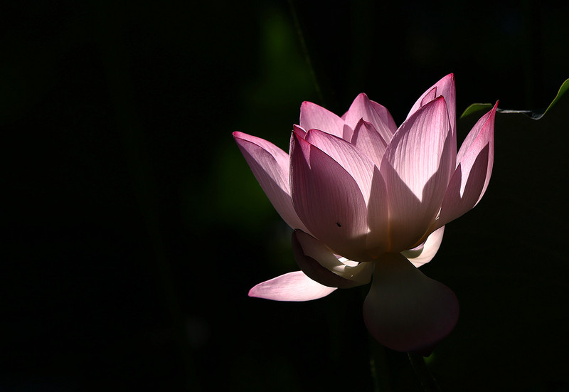 #版主坐堂#2015年6月份6D論壇下半月精華匯集