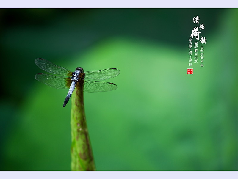 #版主坐堂#2015年6月份6D論壇下半月精華匯集