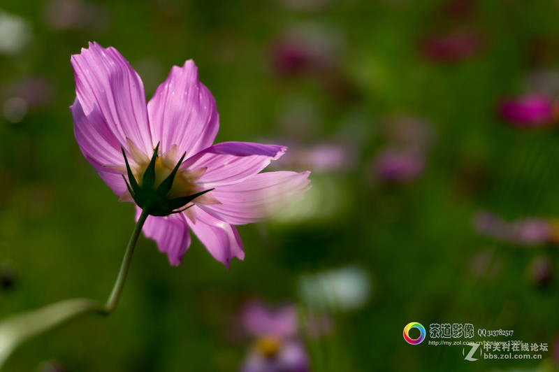 #版主坐堂#2015年6月份6D論壇下半月精華匯集