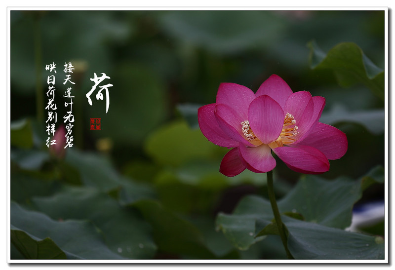 #版主坐堂#2015年6月份6D論壇下半月精華匯集