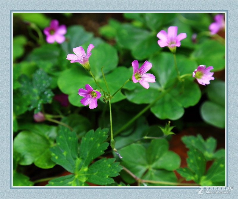 #版主坐堂#2015年6月份6D論壇下半月精華匯集