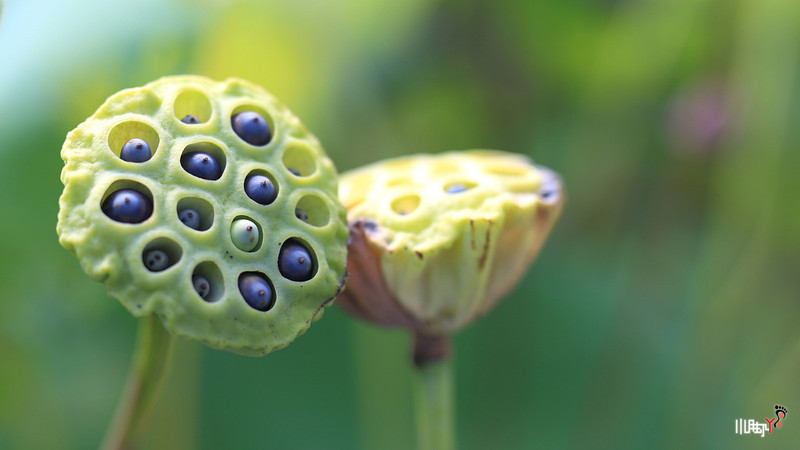 #版主坐堂#2015年6月份6D論壇下半月精華匯集