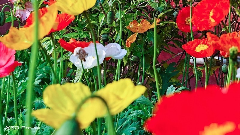 切换焦段看世界：潜望式超远摄vivo X30手机摄影