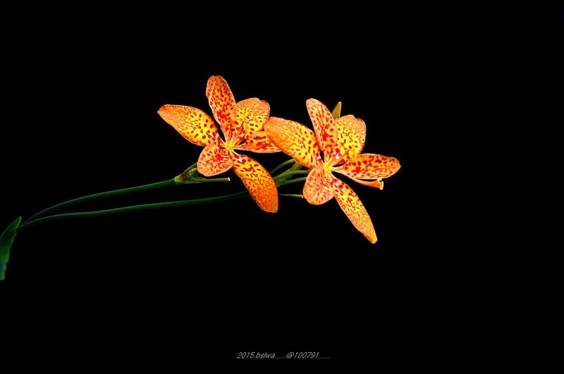 #版主坐堂#小五星空(中国)六月佳作赏析   希望您看到自己的作品！