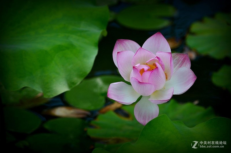 #版主坐堂#小五星空(中国)六月佳作赏析   希望您看到自己的作品！