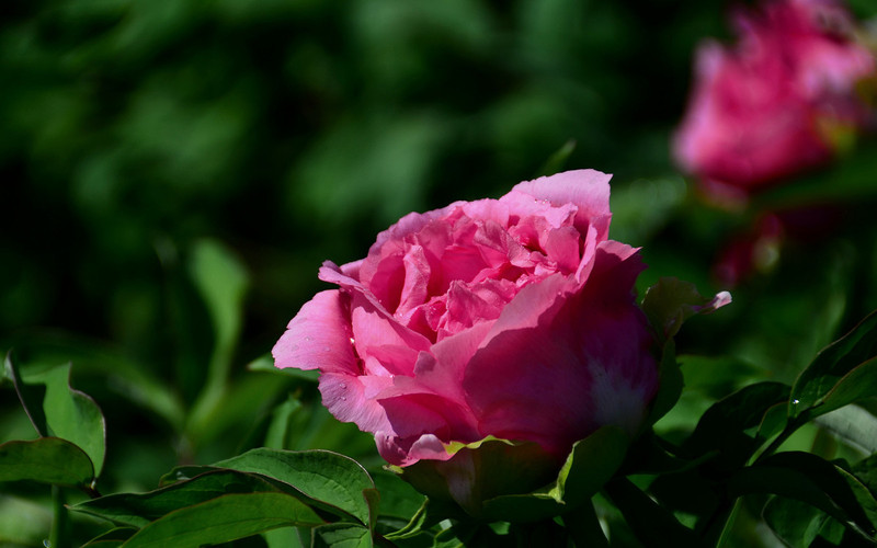 #版主坐堂#小五星空(中国)六月佳作赏析   希望您看到自己的作品！