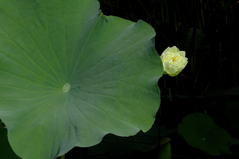 #版主坐堂#小五星空(中国)六月佳作赏析   希望您看到自己的作品！