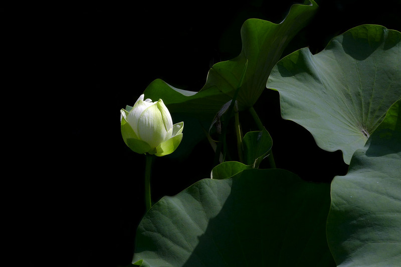 #版主坐堂#小五星空(中国)六月佳作赏析   希望您看到自己的作品！