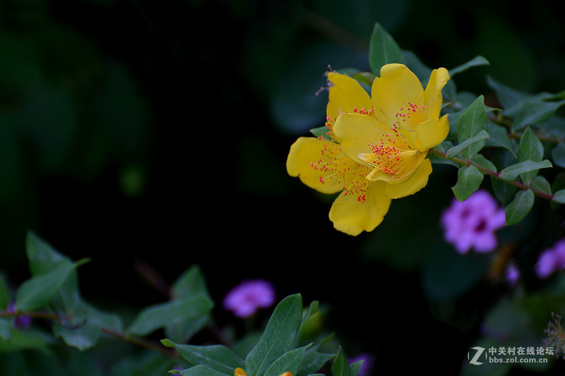 #版主坐堂#小五星空(中国)六月佳作赏析   希望您看到自己的作品！