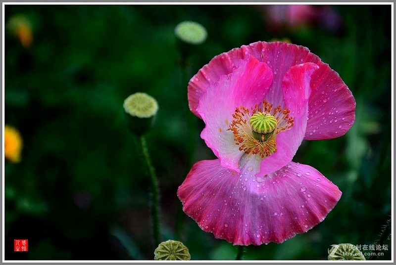 #版主坐堂#小五星空(中国)六月佳作赏析   希望您看到自己的作品！