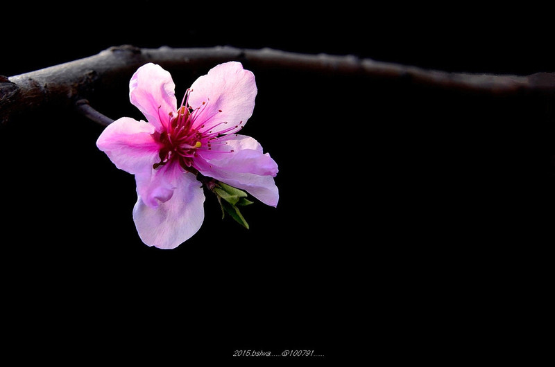 #版主坐堂#小五星空(中国)六月佳作赏析   希望您看到自己的作品！