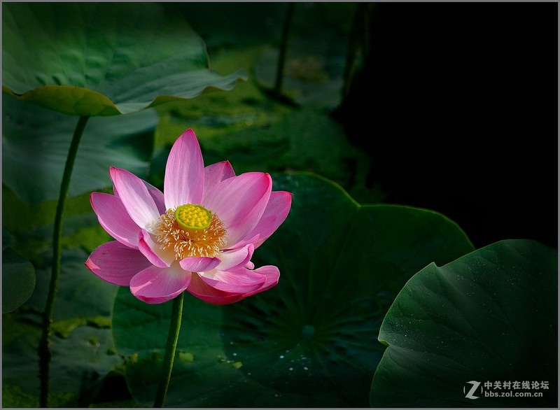 #版主坐堂#小五星空(中国)六月佳作赏析   希望您看到自己的作品！