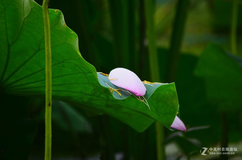 #版主坐堂#小五星空(中国)六月佳作赏析   希望您看到自己的作品！