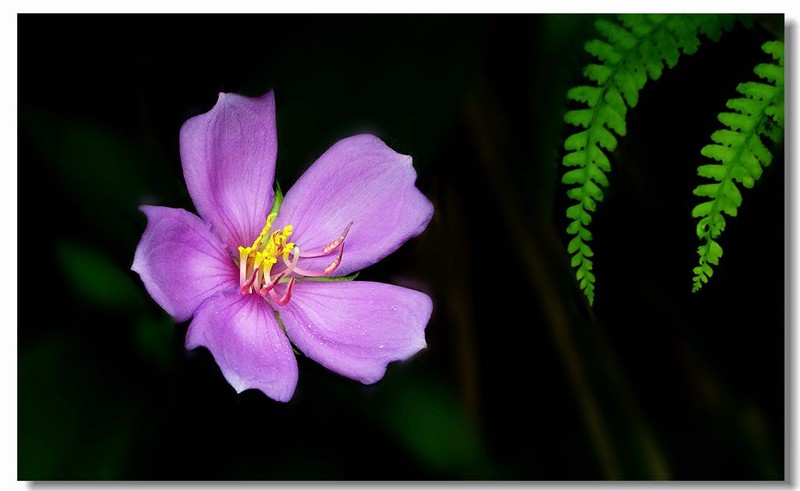 #版主坐堂#小五星空(中国)六月佳作赏析   希望您看到自己的作品！