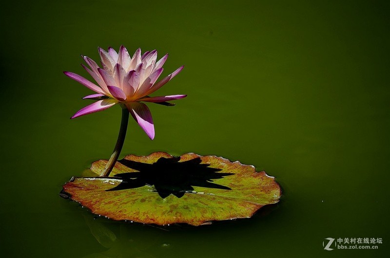 #版主坐堂#小五星空(中国)六月佳作赏析   希望您看到自己的作品！