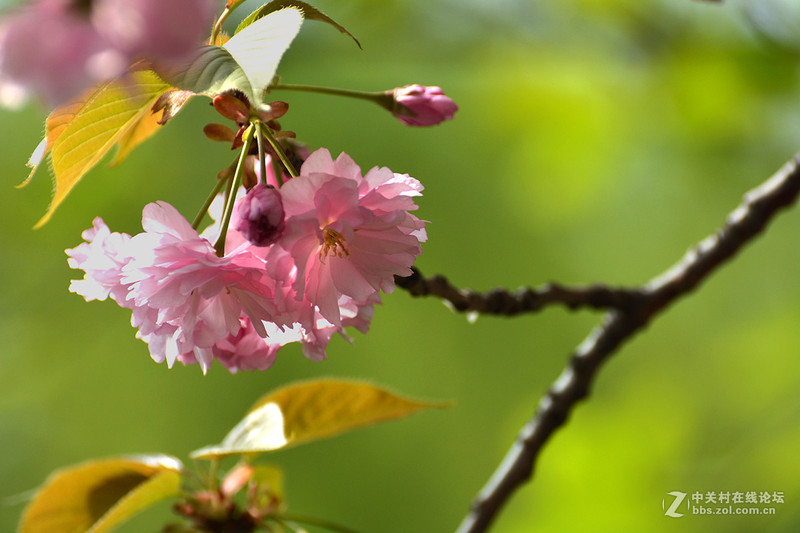 #版主坐堂#小五星空(中国)六月佳作赏析   希望您看到自己的作品！