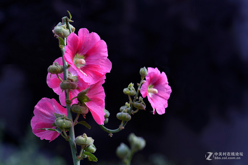 #版主坐堂#小五星空(中国)六月佳作赏析   希望您看到自己的作品！